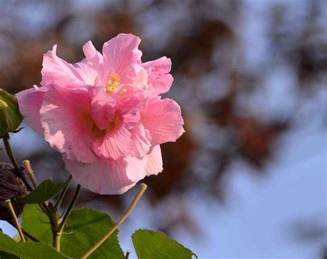 芙蓉菊花語|芙蓉菊的花语和寓意，送人有什么禁忌